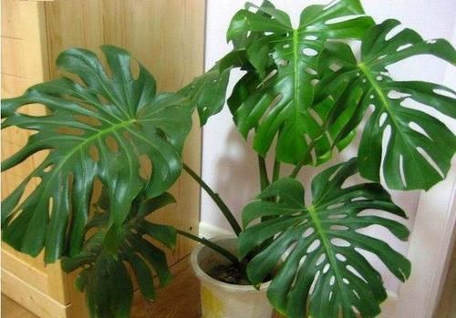  「甲醛」6种花，不养花的也要选一盆，净化空气吸甲醛，摆在角落也疯长