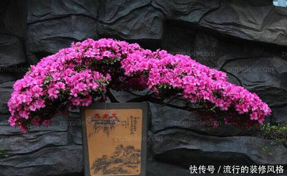 『花开满』杜鹃花黄叶、掉花苞?赶紧用点“它”,7天后叶片翠绿,花开满树