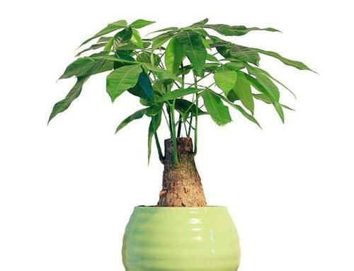  #种植#'人怕伤心，树怕伤根'，种植发财树有讲究，这样操作健壮发芽多