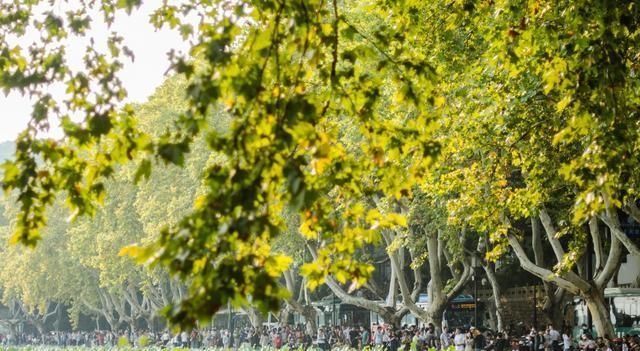 中国最干净的城市,不是广州也不是上海,堪比日本,被誉为天堂