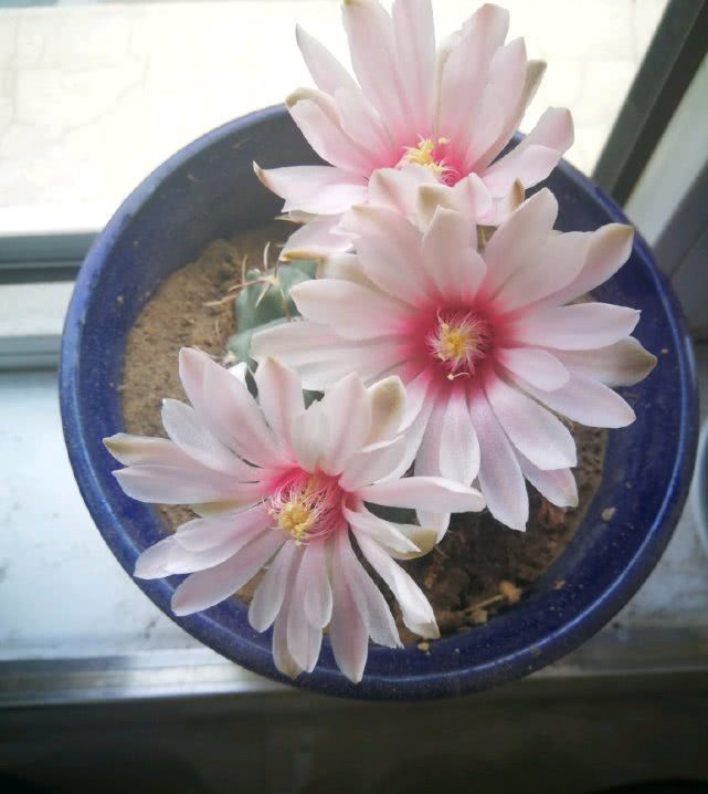 『最长』花期最长的仙人球,球形端庄开花又美丽,一年还能多次开花