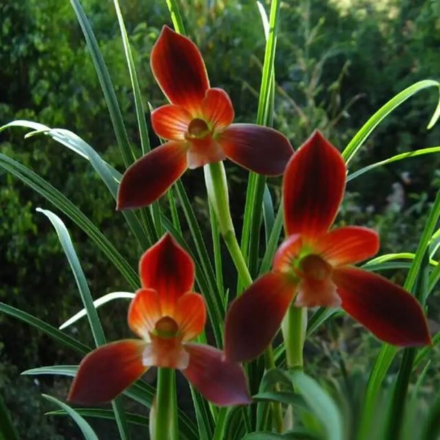  金奖：在山里挖的野草，多次获得兰花“金奖”，誉为：中国兰花第一红