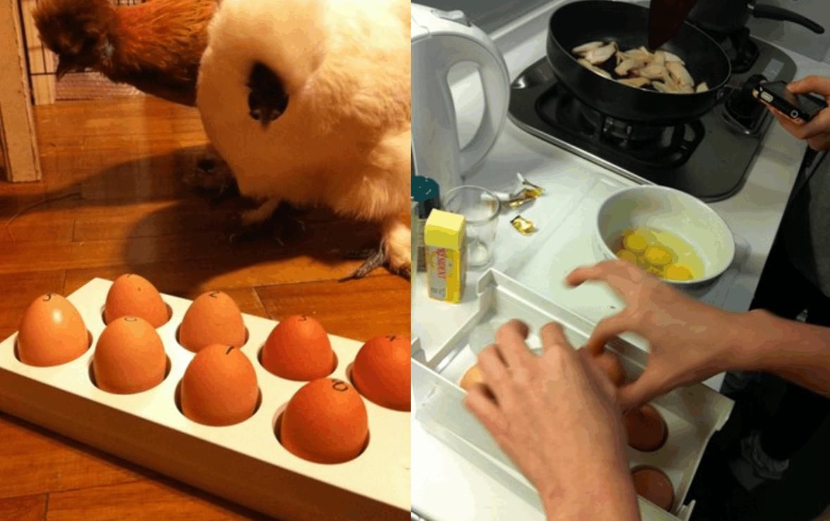 『主人』实验鸡差点安乐死, 获救后每天下蛋给主人吃
