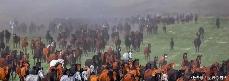 #丰收#新疆对你的诱惑不足以让你来撒趟野吗~