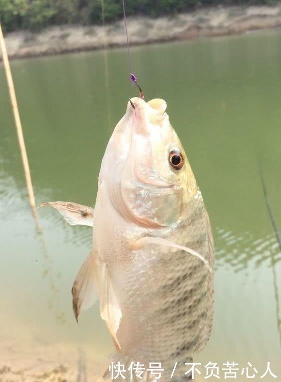  「罗非鱼」再不吃要老死！广西水库，长出几十斤罗非鱼王，活了