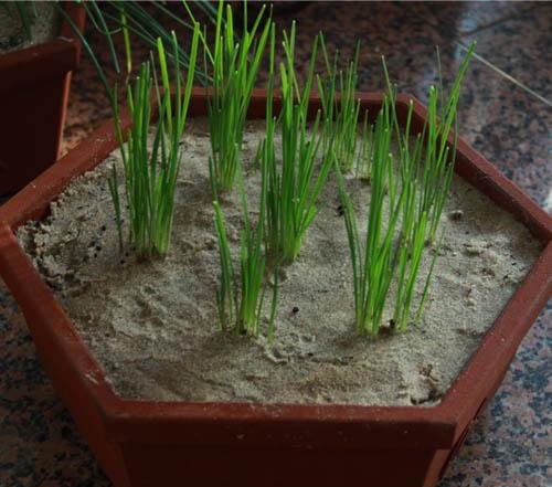  『阳台』韭菜在阳台上如何种植？种植过程需要注意哪些问题，种植要了解