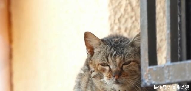 奶奶:瘦弱老猫流浪多年,因一碗剩饭而“隐居”村庄,每天凌晨叫醒奶奶