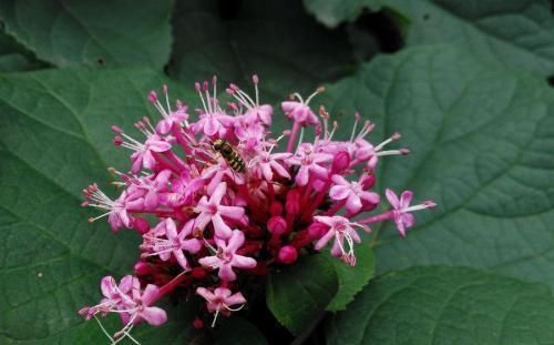  #路旁#农村路旁的一种“野花”，闻起来奇怪，农民被当作杂草扔