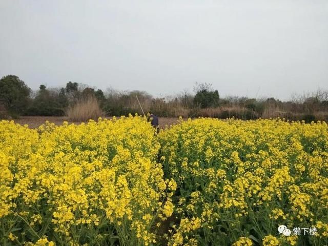  「蚕豆」春春欲动丨缠着火桑的野蔷薇，耳朵很多的蚕豆花，这里的春天很性感