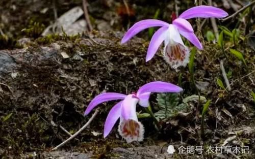  #福气#遇见这种花卉，可谓福气，请珍惜保护，目前200元一斤