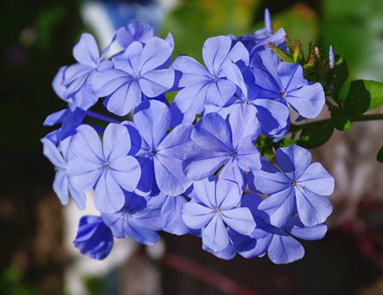  [生长]阳台首选这几款花，四季开花不断，阳台变花海，花色绚丽多彩