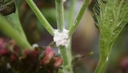  『盆栽』这7种植物虫害没处理好，想要养好盆栽花卉就难了