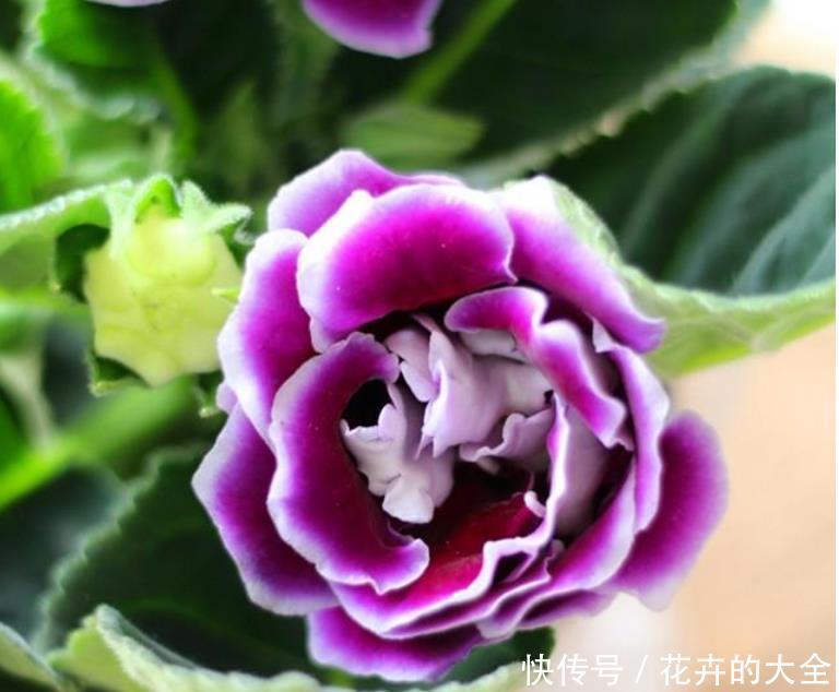  『大岩桐』3种花是花中“大美女”，开花五颜六色，一开花，阳台变成了花海