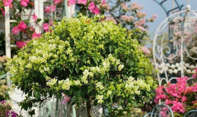  「粉丝」她在露台养了一种花，全年花开不断，犹如仙境，收获了近10万粉丝