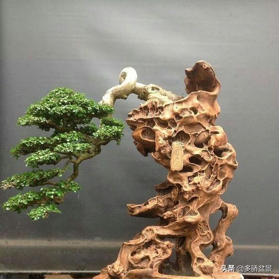 盆景欣赏:精品盆景稀少难得，怡情养性得真知，怀抱一盆胜山珍