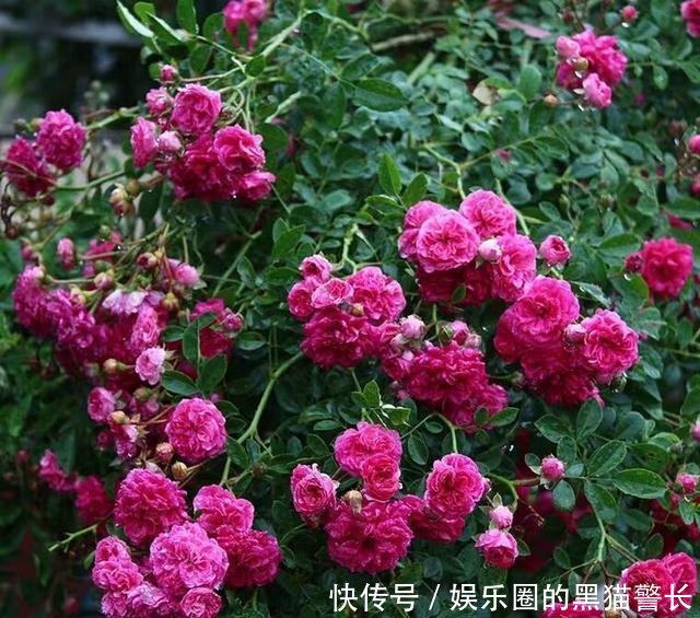  「院子」绿萝赶快扔了吧！此花院子里种2棵，好养易成活，院子变花海