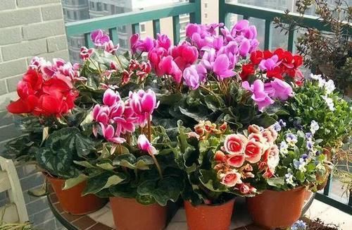  「适合」5种花，真心不适合养“屋里”，喜欢可以养室外，更好