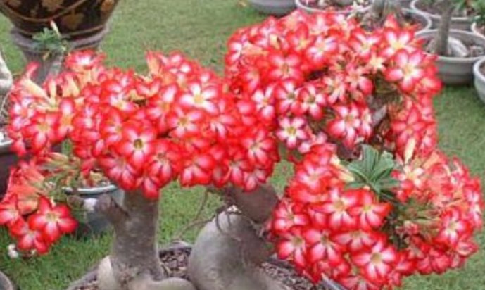  「漂亮」4种花超级好养,花朵漂亮,花期长,越不浇水越爆盆,懒人必养