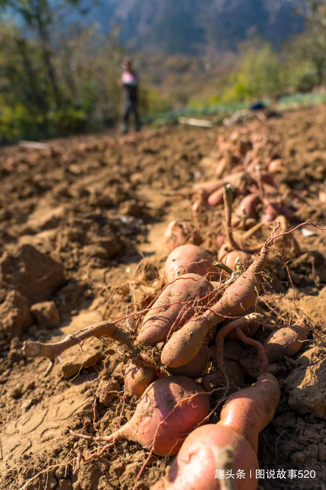  「红薯」白薯变红薯，河北山村大爷：500元买的新品种今年亏了3