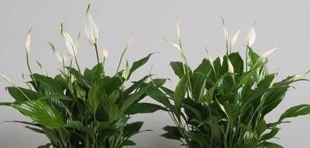 花儿■一帆风顺这么养,花儿满当当,新的一年顺顺顺