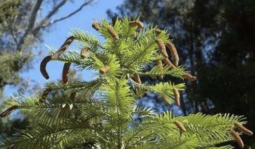  『植物还是很』“奇异”的4种植物，比君子兰都美，其中1种寿命可达“400年”！