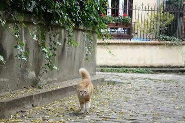 巴黎胡同里的花花世界