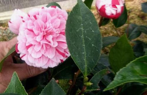  「黄叶」茶花黄叶不开花？可能是“贫血”，给它“补”点铁，很快就能开花