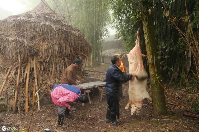 家养猪被吹得像皮球   阜平农村杀猪你不知道的新鲜事