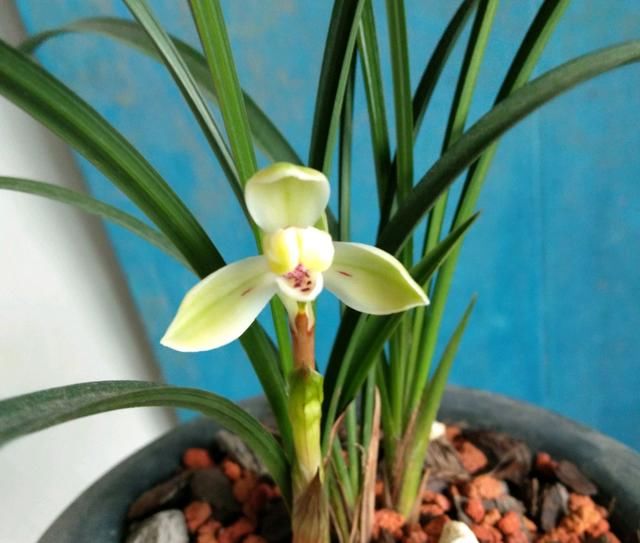  「下山」刚下山的兰花，叶片比花苞长，剪掉叶片可以催花吗？您想得倒是美