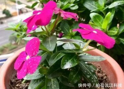  『扦插』春天种花3种，枝条沾土就生根，阳台变花
