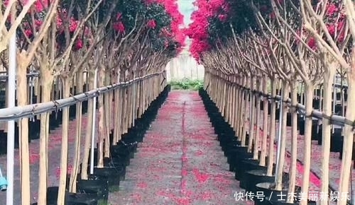  世界：造型紫薇'观音花瓶'开花盛景，真是一花一世界，一岁一枯荣