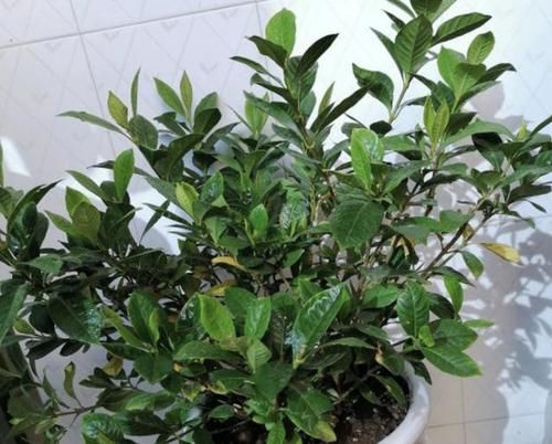  「香味」宅在家里没事做？养2盆花，一年四季有“清香”，还好看，太值！