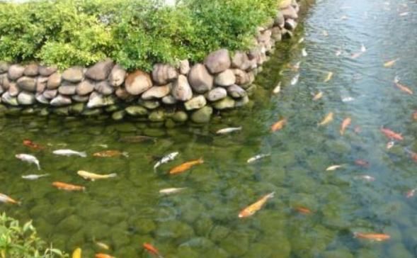  快的■农村的俗语，猪长三秋，鱼长三伏，你知道是什么意思吗？