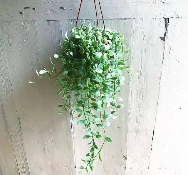  [植物]吊兰的植物美学：这几款美美的吊兰，你最爱哪一款？