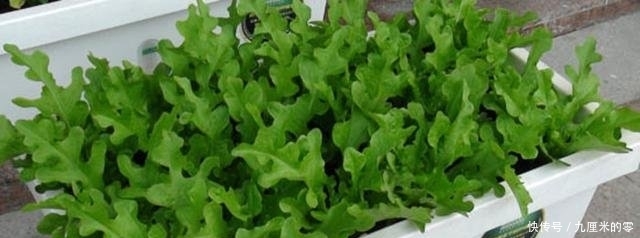  带回：野外挖荠菜，带回几条根，种在花盆长的快，随手摘了包饺子
