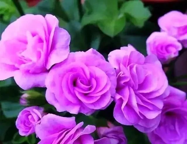  漂亮：10种漂亮的盆栽花，1年365天都开花，栽上1盆，天天有花看