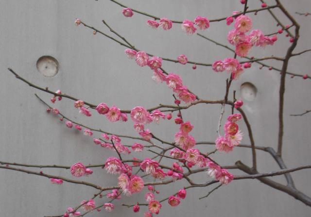  初春：春天的味道是哪些的？吃过5养花，初春才算确实来啦