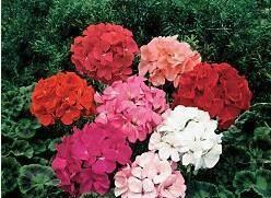  『花期』花期长的花养起来真的超好，一年四季都有鲜花陪伴！