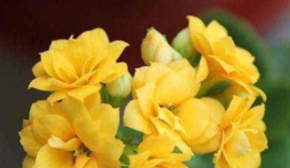  『观赏价值』超好养的木本植物，全年开花，观赏价值高，室内也能种，值得栽培