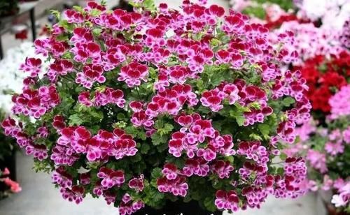  「图片作者」这6种花就是开花机器，养1盆能开200天，让你有花看