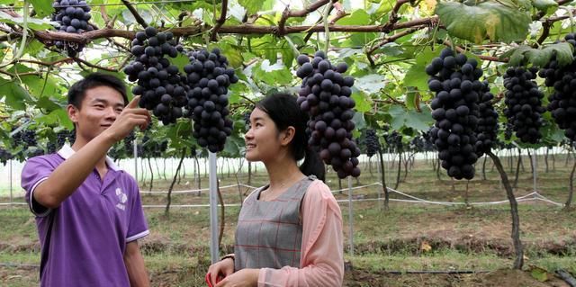 未来10年的农村，不打工有哪些挣钱路子？这三个就不错