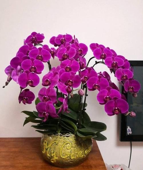  『摆在』养盆蝴蝶兰，摆在茶几上，花开一大串，花期2个月，超漂亮