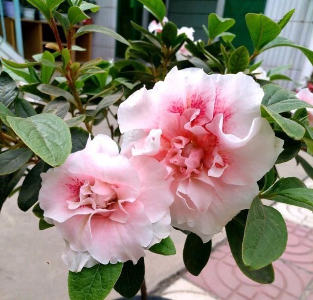  『盆土』杜鹃花长出新芽就发黑？闷根是首因，室内养护杜鹃花，2点很关键