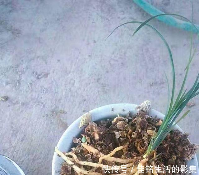 #芦头#怎样使用花生壳养兰花