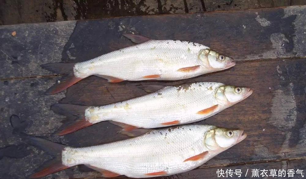  「出水」曾是河里的祸害，脾气暴躁出水就死，如今百元一斤成为极品美味