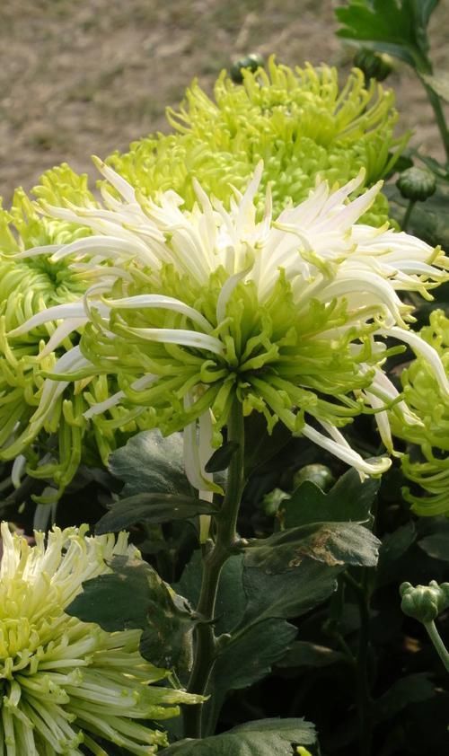  「喜欢」喜欢菊花，就养“珍稀名菊”绿安娜，绿色花朵上开出白花，惊艳！