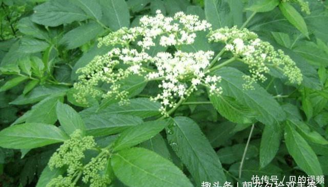 『长于』此种植物常长于房前屋后,曾经被人们所忽视,殊不知可入药
