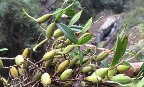  『稀罕』农村一种植物叫“石橄榄”，药食价值极高，如今成稀罕货，请珍惜