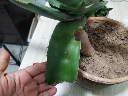  冒满@芦荟长不大？一个月“加餐”一次，长成小胖子，呼呼冒满小崽子