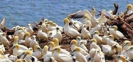 世界上最特别的小岛，明明无人居住，可岛的海拔一年却升高3米！